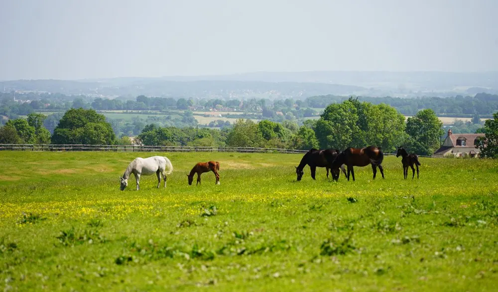 Chevaux au pré, panorama sur les Alpes Mancelles