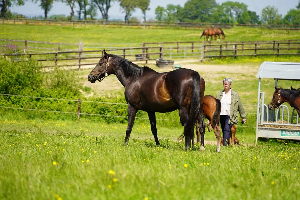 Une poulinière suitée de son poulain, accompagnée au pré